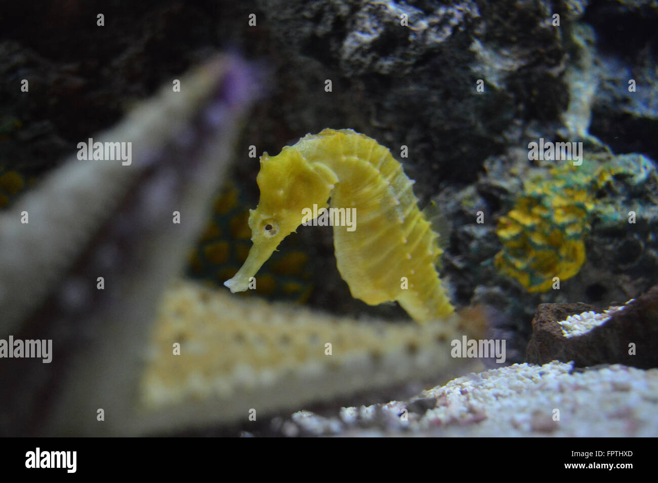 Cavalluccio Marino Foto Stock