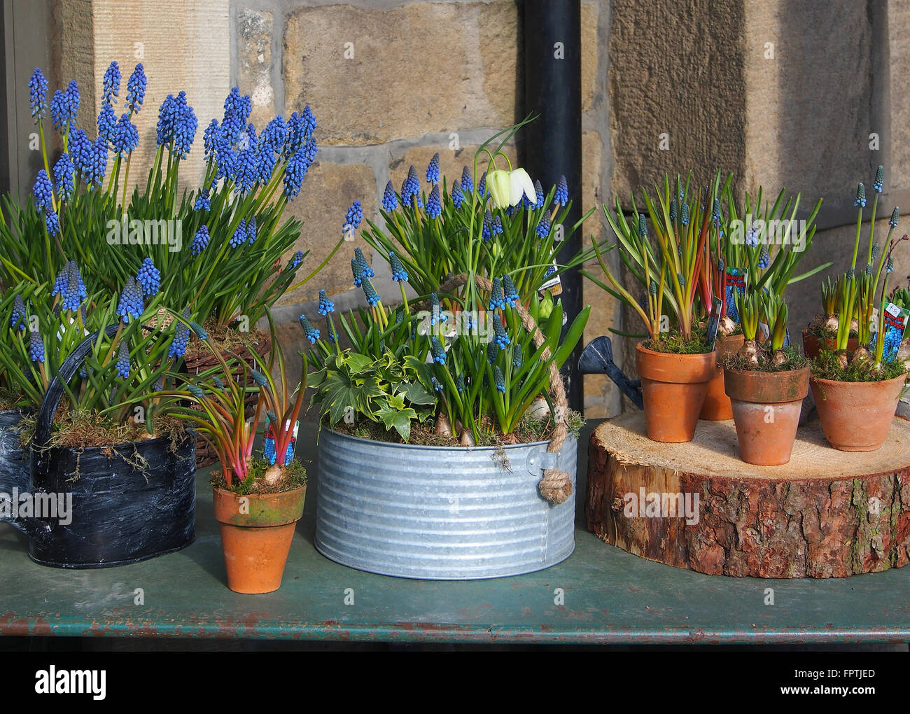 Visualizzazione dei muscari piante in vari contenitori al di fuori di un negozio di fiori in Hebden Bridge, Yorkshire. Foto Stock