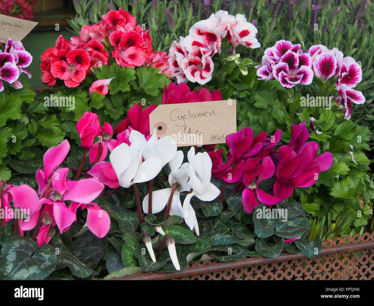 Visualizzazione di ciclamino nella parte anteriore e pelargoniums (gerani) all'indietro al di fuori di un negozio in Hebden Bridge, Yorkshire. Foto Stock