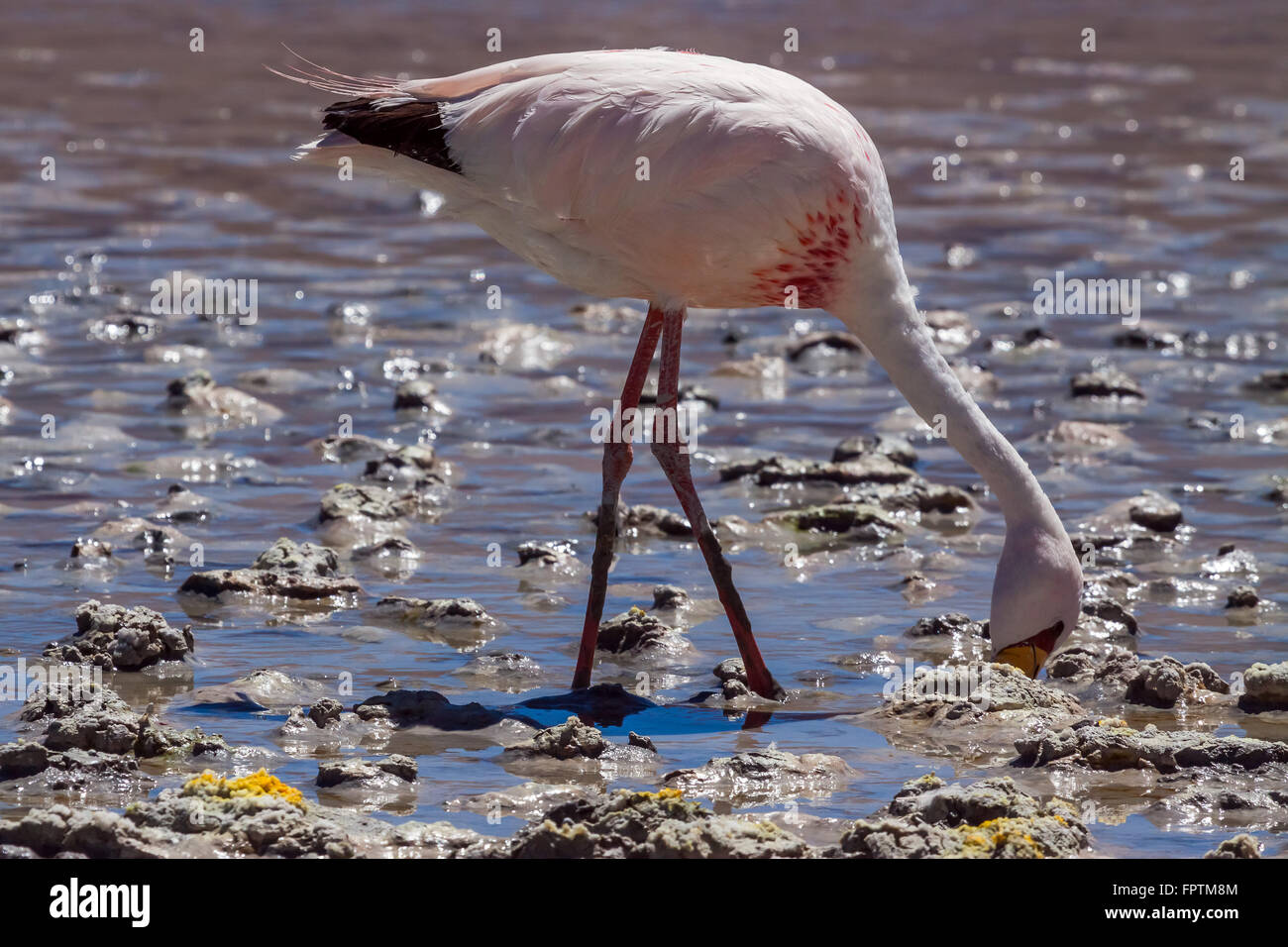 James's Flamingo (Phoenicopterus jamesi). Foto Stock