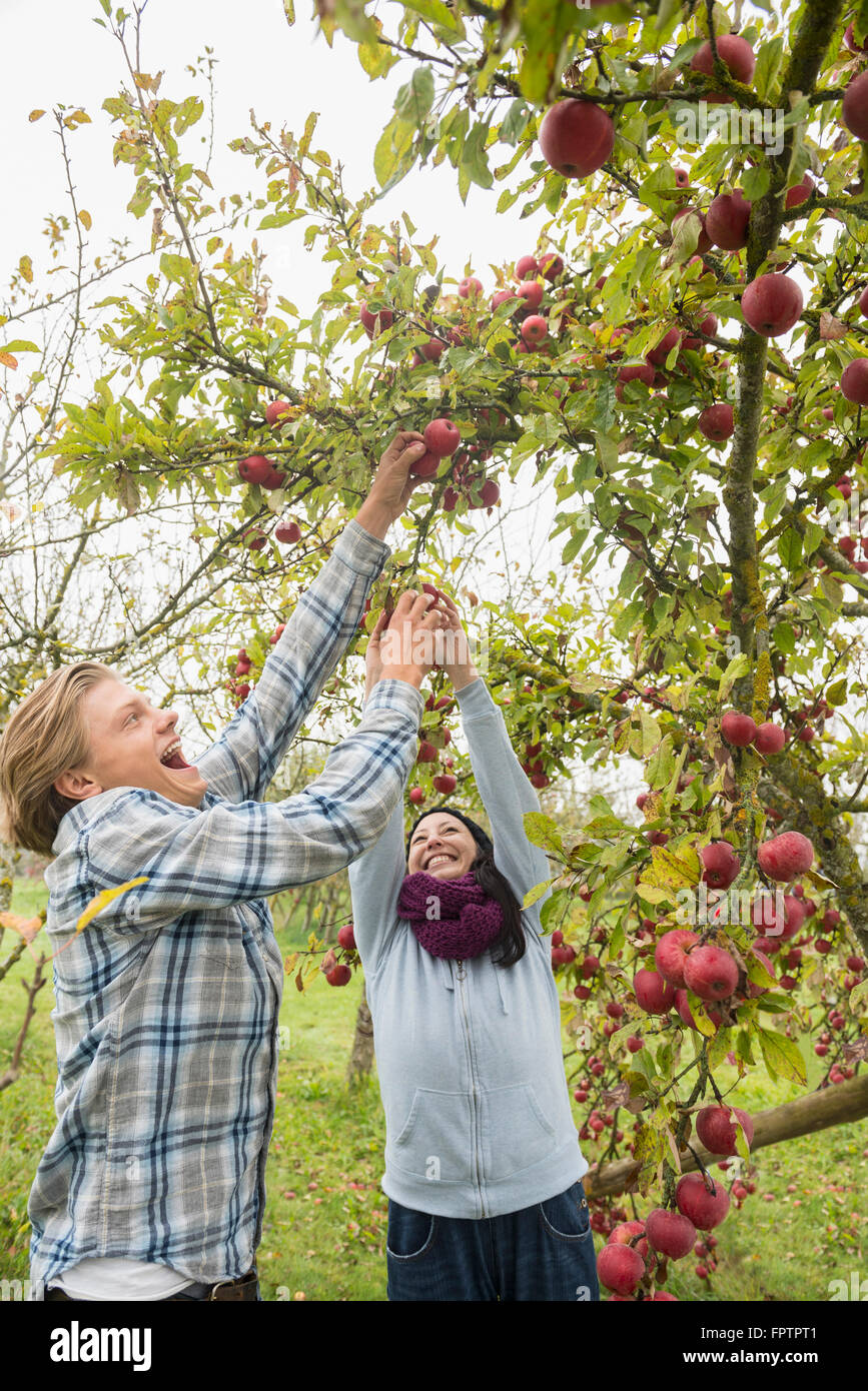 Donna e uomo di ridere e di raccolta di mele appassionatamente da un albero in apple orchard, Baviera, Germania Foto Stock