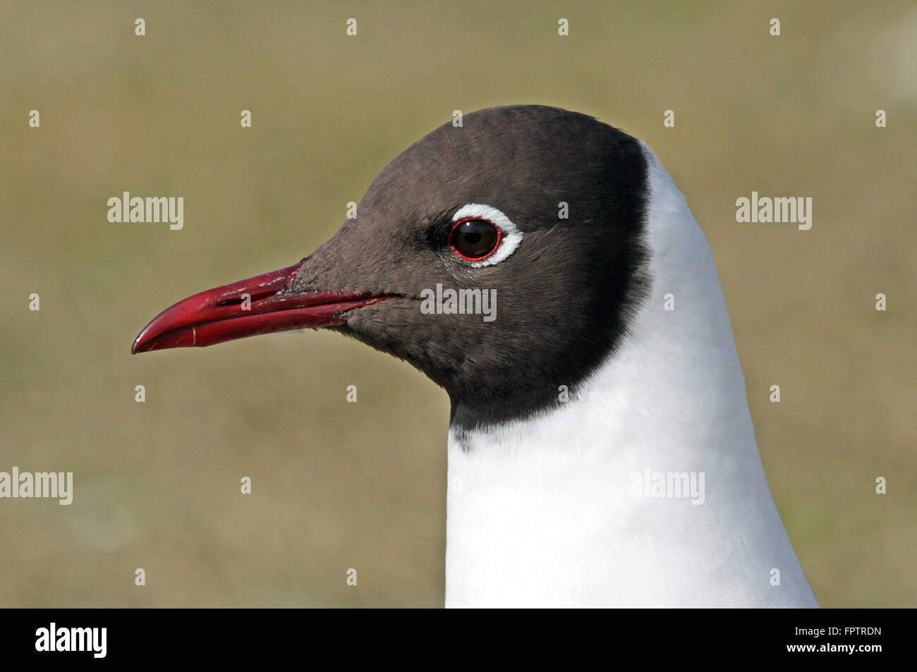 Gabbiano a testa nera, testa, macro Foto Stock