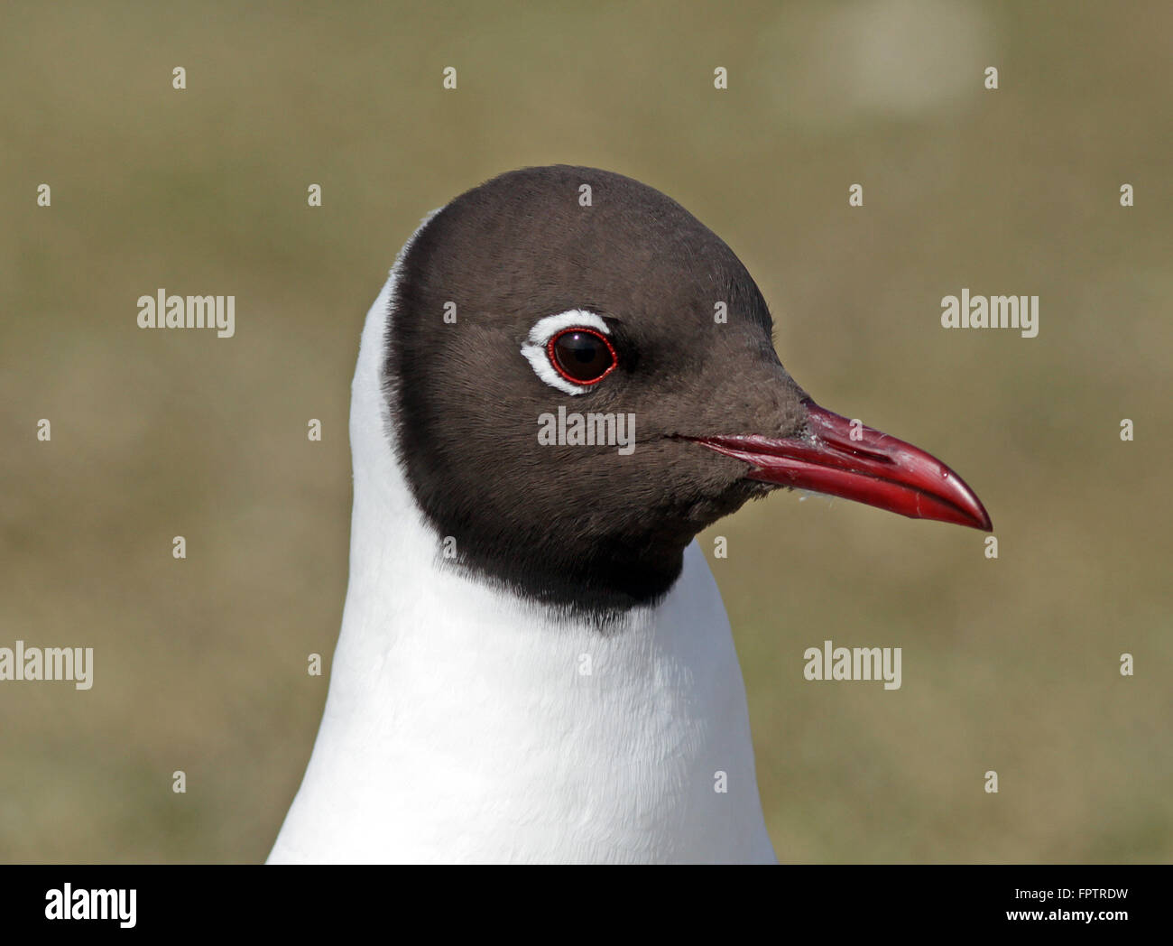 Gabbiano a testa nera, testa, macro Foto Stock