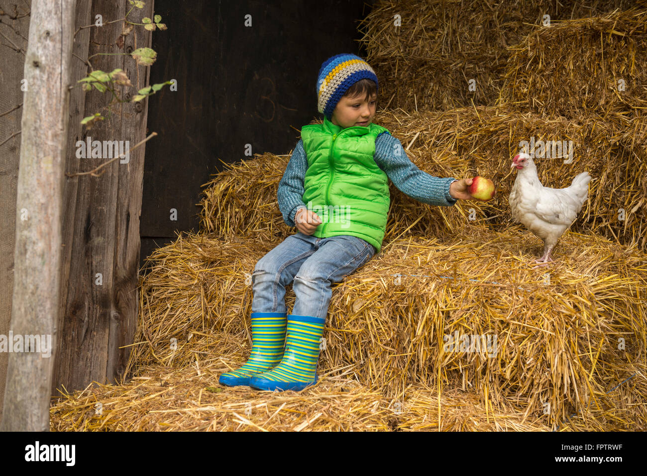 Piccolo Ragazzo seduto sulla paglia nella stalla e la alimentazione di Apple al pollo bird, Baviera, Germania Foto Stock