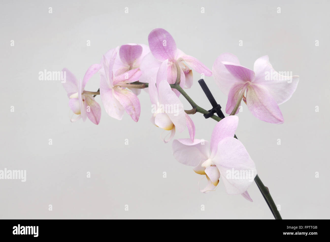 Pink Orchid Phalaenopsis Maki Watanabe Foto Stock