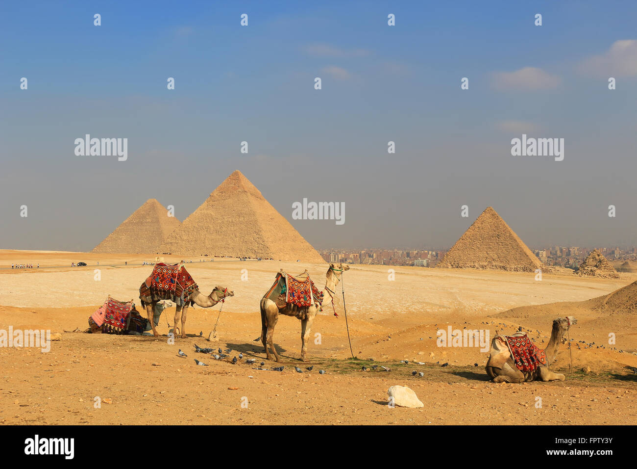 I cammelli di relax presso le Piramidi di Giza, strutture artificiali dall antico Egitto nelle sabbie dorate del deserto con inquinato Foto Stock