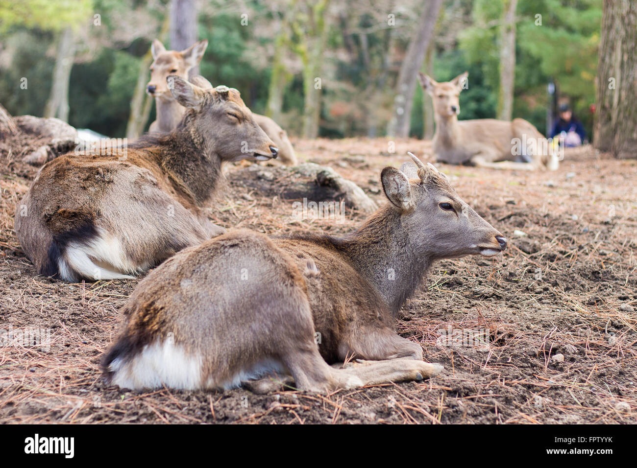 Cervi nel Parco di Nara, Giappone Foto Stock