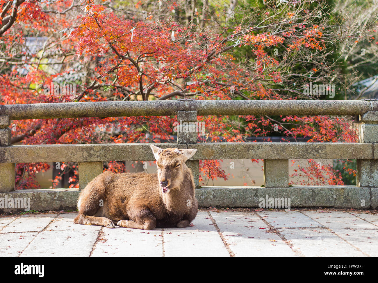 Cervi nel Parco di Nara, Giappone Foto Stock