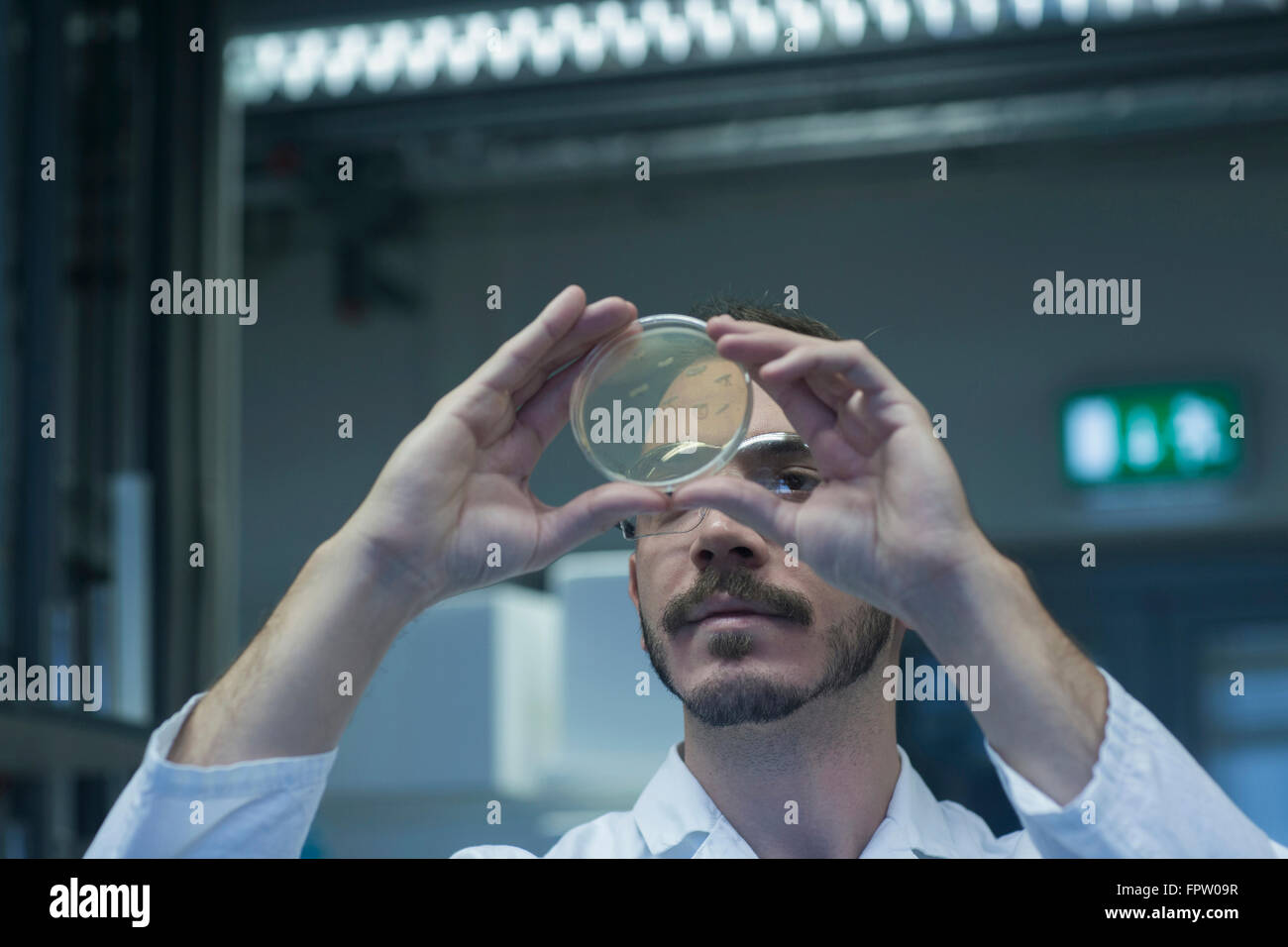 Giovane maschio scienziato esaminando i microrganismi in piastra di petri a un laboratorio di farmacia, Baden-Württemberg, Tedesco Foto Stock