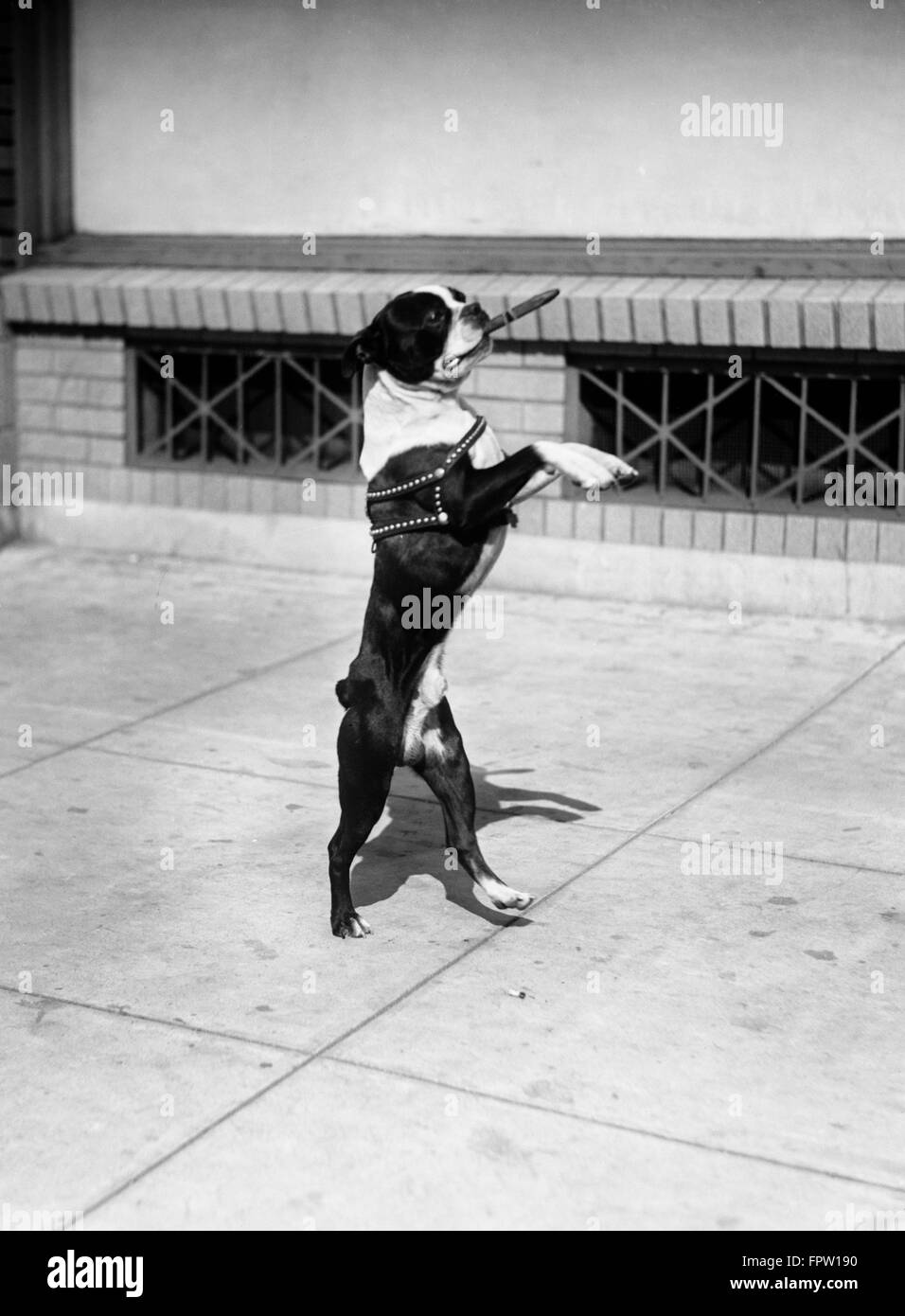 1930s Boston Terrier di eseguire trick in piedi sulle zampe posteriori con sigaro in bocca a piedi SUL LATO IN BASSO A PIEDI Foto Stock