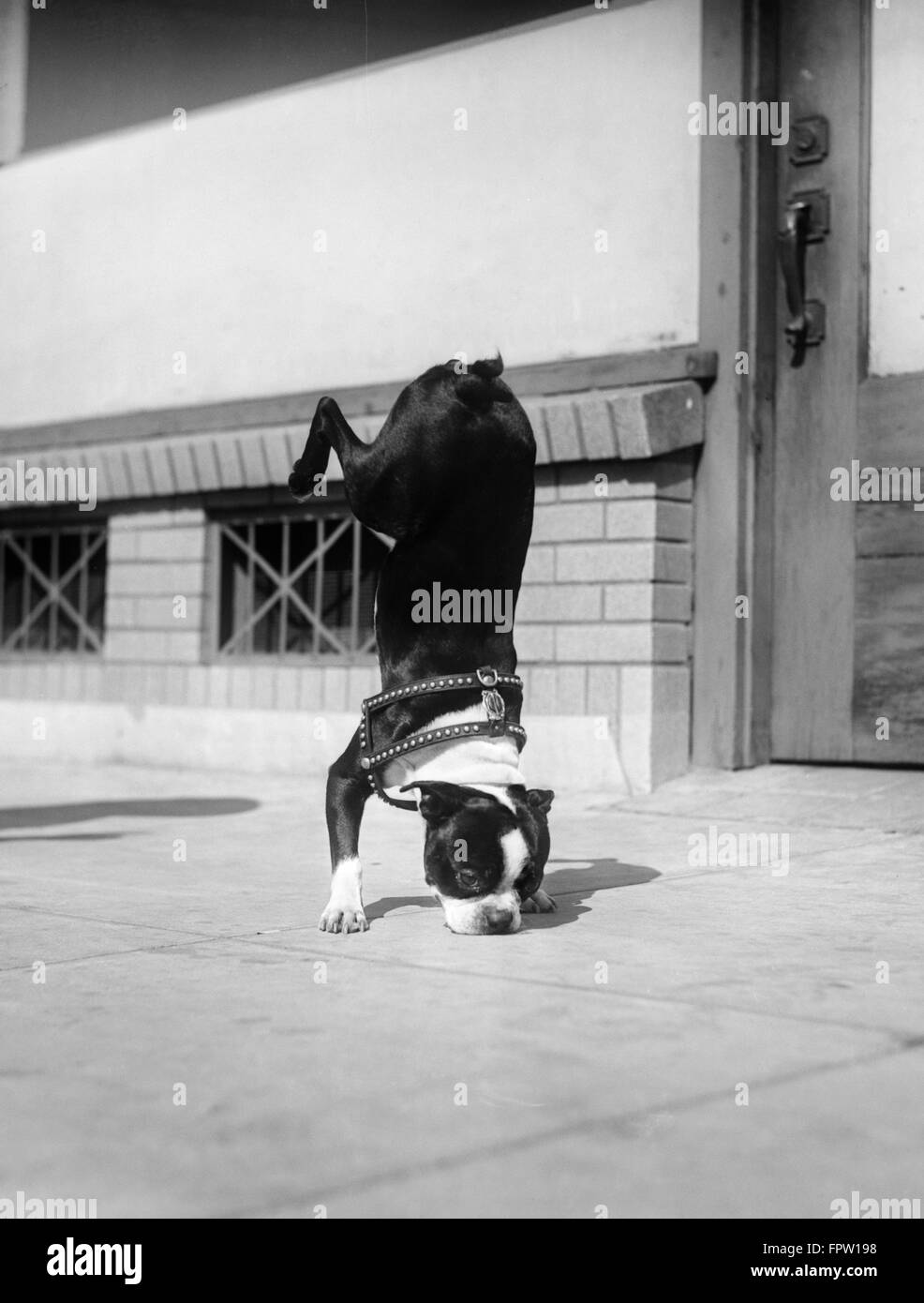 1930s Boston Terrier di eseguire trick facendo HANDSTAND sulle gambe anteriori Foto Stock
