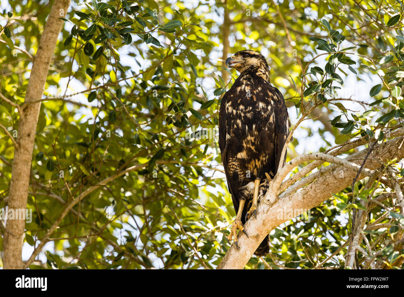 Grande Black Hawk (Buteogallus Urubitinga), Porto Jofre, Pantanal del Nord, Brasile Foto Stock