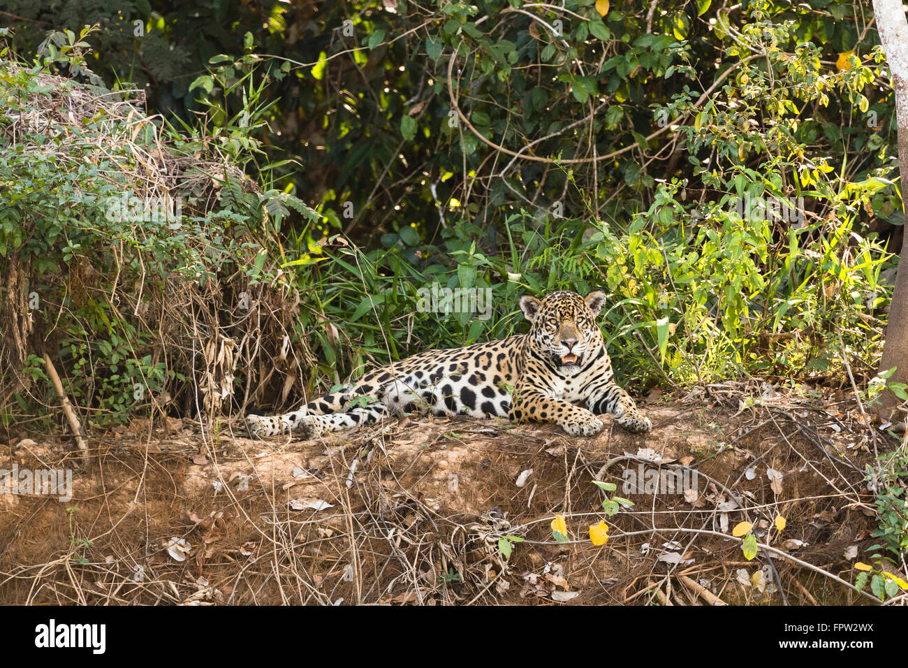 Jaguar (Panthera onca), sdraiato, Pantanal del Nord, Brasile Foto Stock