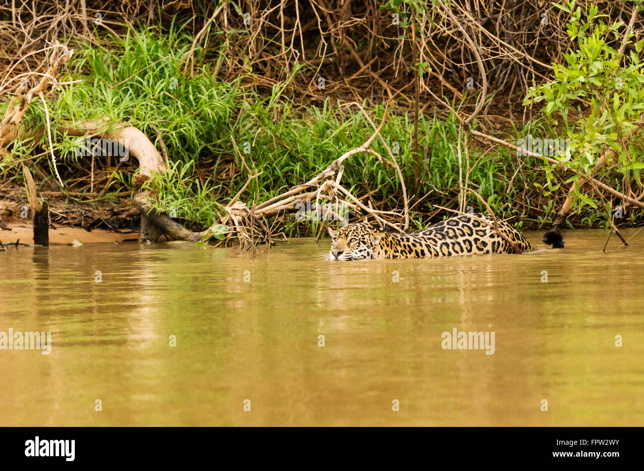 Jaguar (Panthera onca) nel fiume, Pantanal del Nord, Brasile Foto Stock