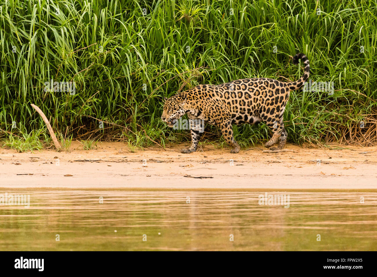 Jaguar (Panthera onca) a piedi la riva nord del Pantanal, Brasile Foto Stock