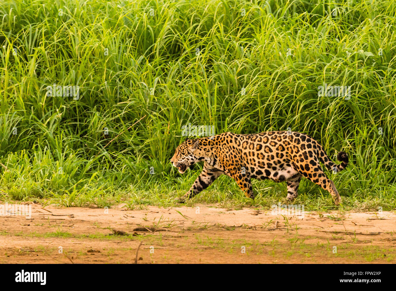 Jaguar (Panthera onca), Porto Jofre, Pantanal del Nord, Brasile Foto Stock