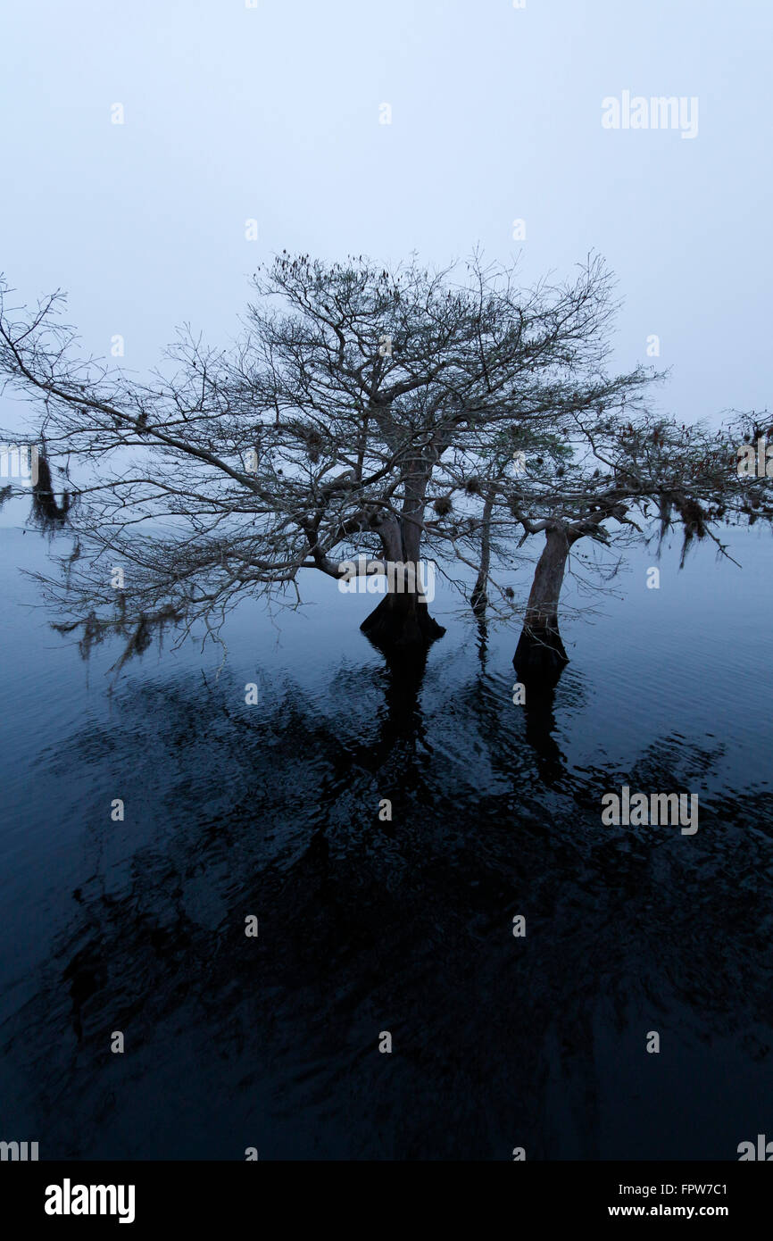 Cipressi all'alba, Blue Cypress Area di Conservazione, Florida Foto Stock