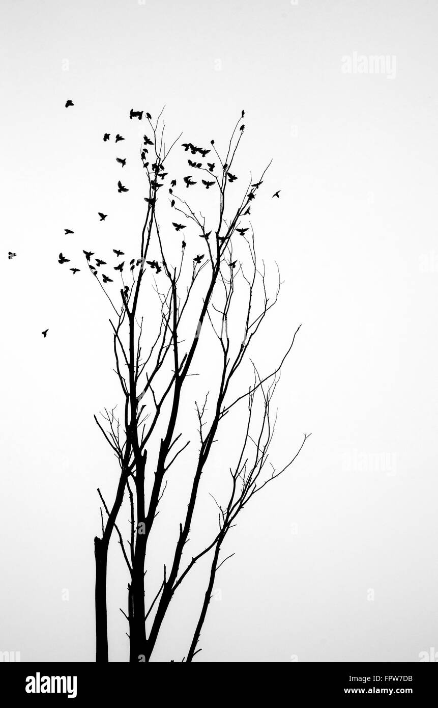 Stormo di uccelli in inverno albero con sfondo bianco Foto Stock