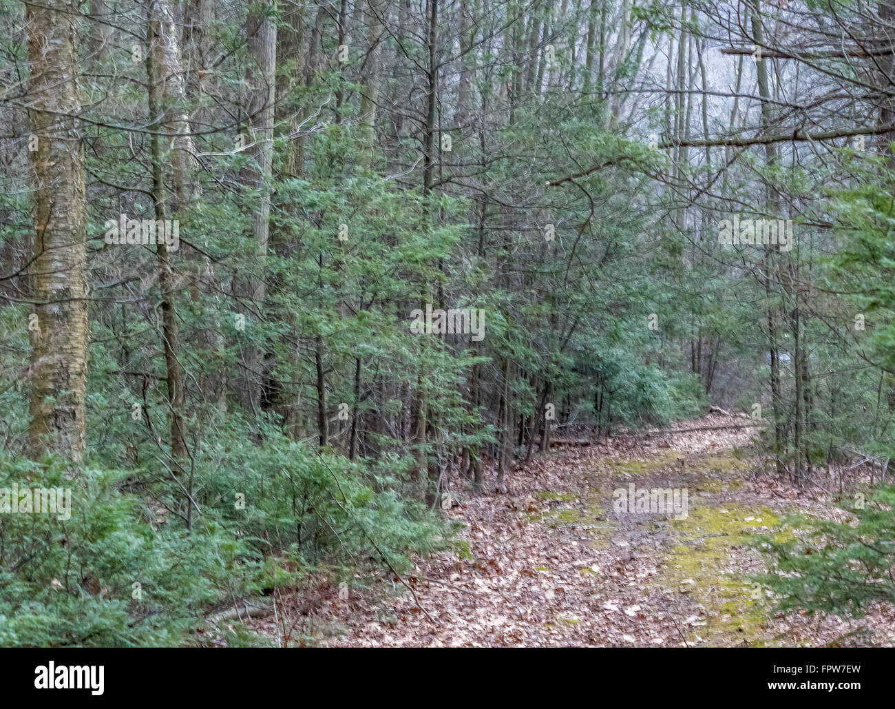 Uno splendido scenario in una centrale di foresta della Pennsylvania. Foto Stock
