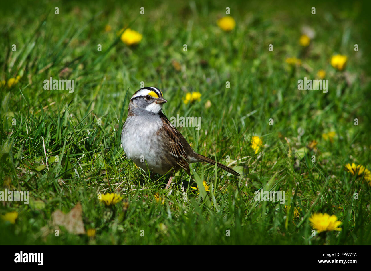 White Throated Sparrow in erba con fiori di tarassaco durante la migrazione a molla. Foto Stock
