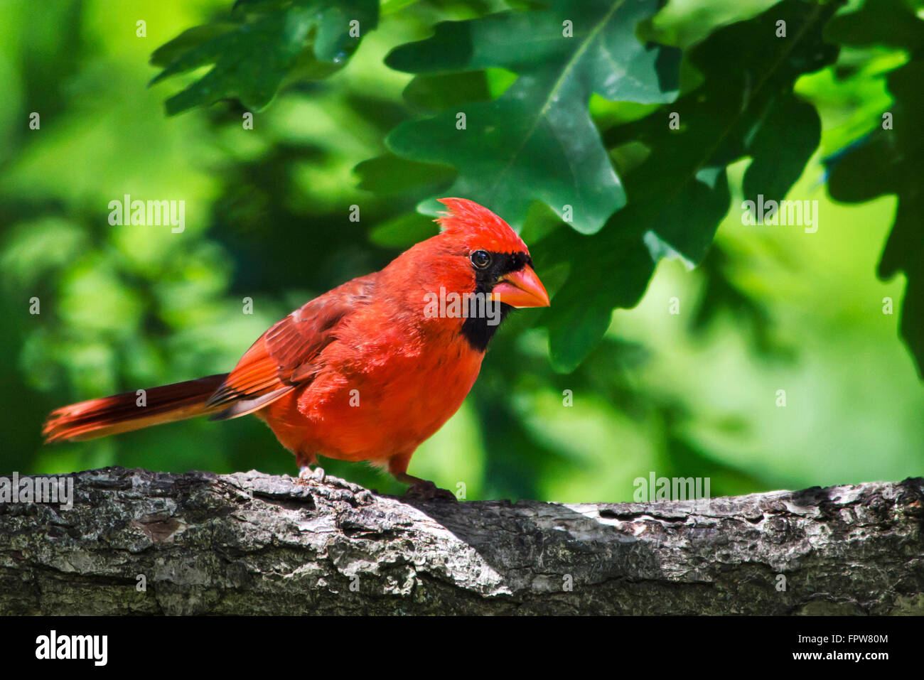 Rosso Cardinale uccello appollaiato su albero closeup ritratto Foto Stock