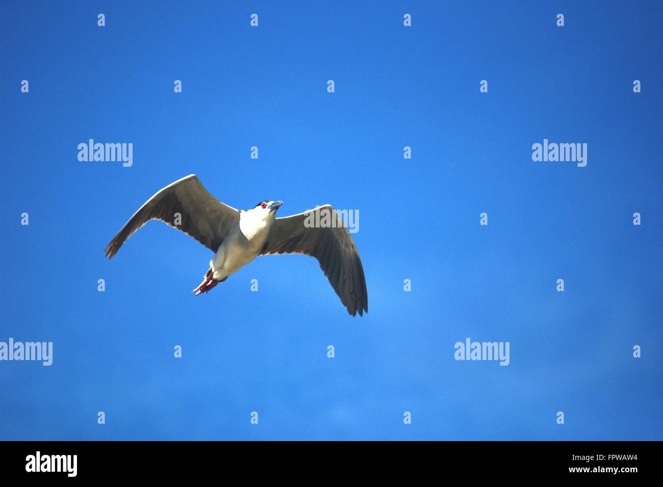 Un Airone uccello vola alto nel cielo blu Foto Stock