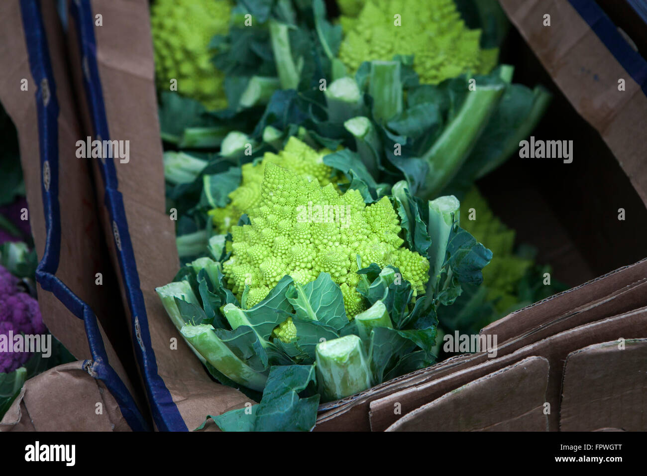 Romanesco cavolfiore con le sue forme frattali e sequenze di Fibonacci di messa a fuoco con broccoli viola in primo piano e cabba Foto Stock