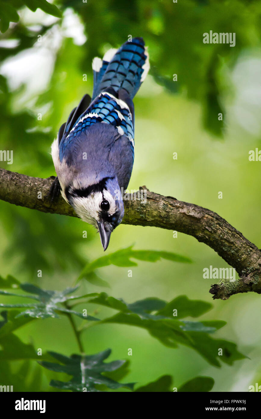Blue Jay appollaiato su un ramo di albero close up ritratto. Foto Stock