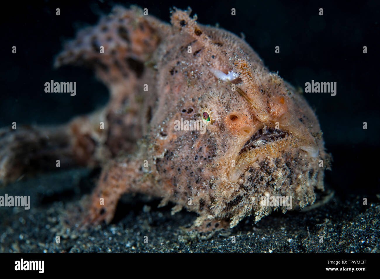 Una rana pescatrice peloso (Antennarius striatus) utilizza la sua incredibile camouflage correttamente per la cattura delle prede nello stretto di Lembeh, Indonesia. Foto Stock