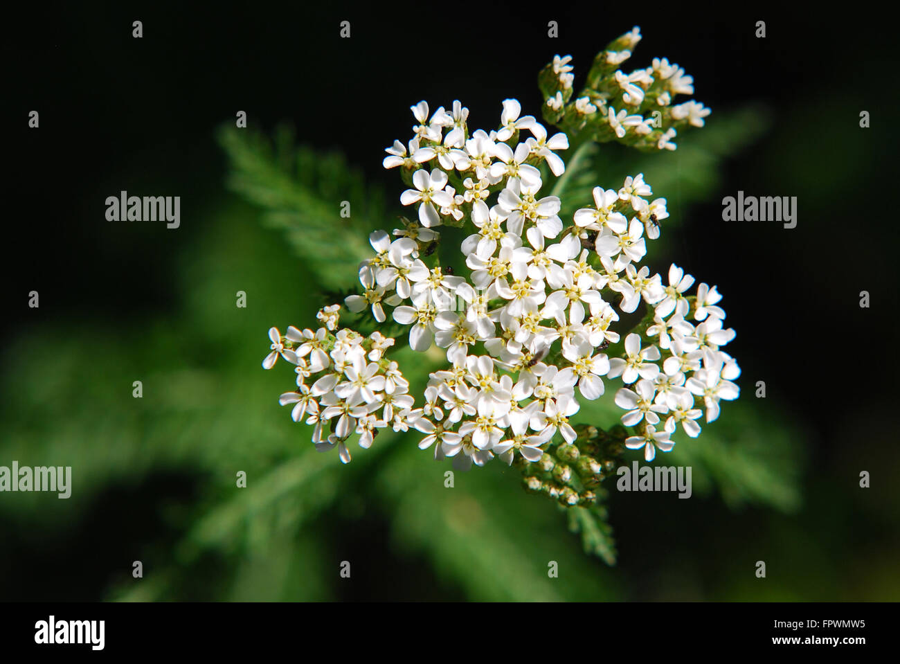 White Yarrow fiorellino close up macro Foto Stock