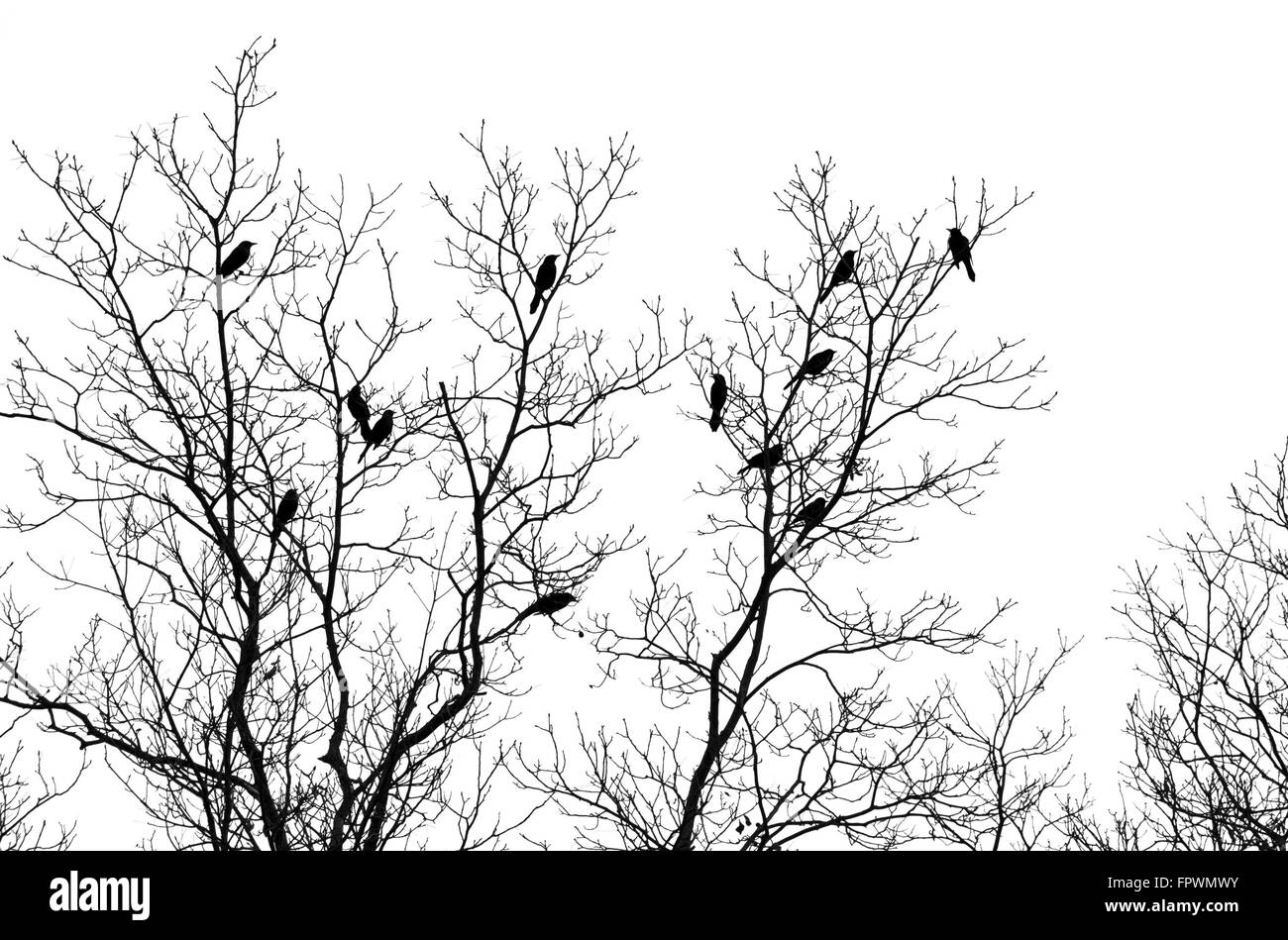 Gli uccelli nella struttura ad albero isolato su sfondo bianco Foto Stock