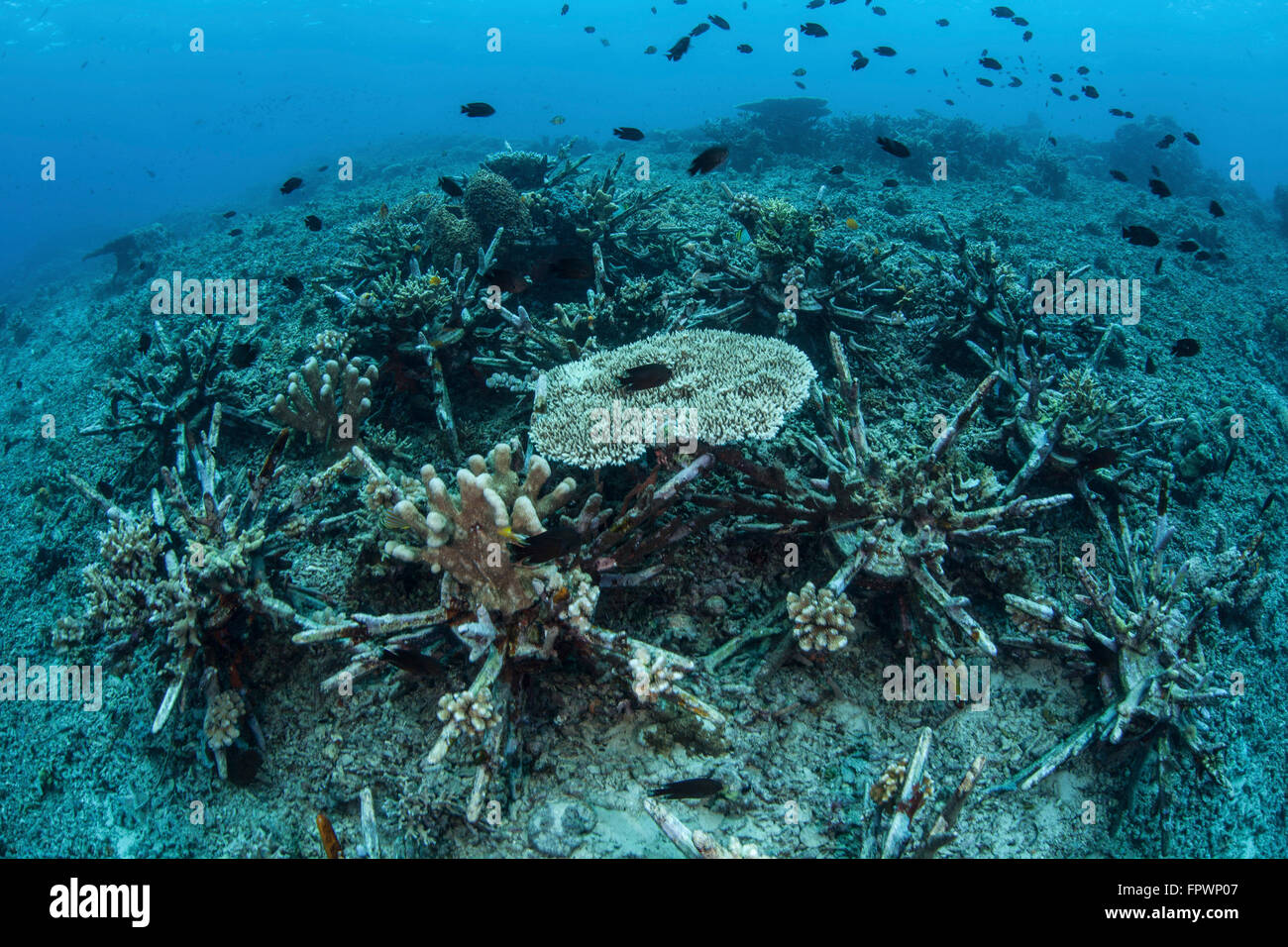 Nuova tabella coralli crescono su un reef artificiale che è destinato a ripristinare l'originale biodiversità della barriera corallina vicino all' isola di Sulawesi, in Foto Stock