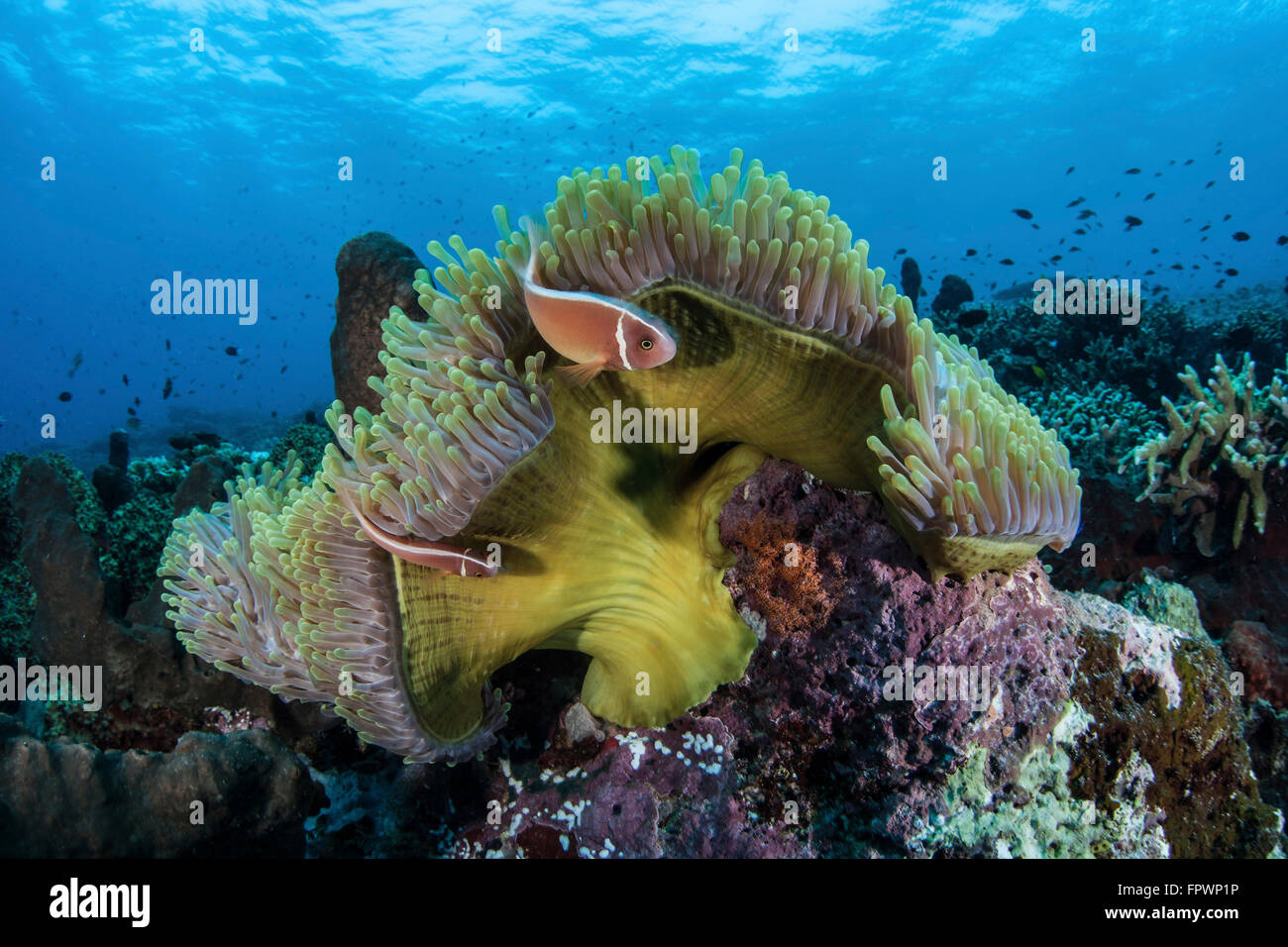 Una pink anemonefish nuota vicino alla sua anemone host vicino all' isola di Sulawesi, Indonesia. Questa bellissima regione tropicale è home t Foto Stock