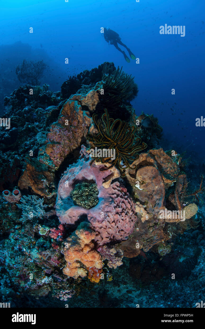Un subacqueo si libra sopra un bel reef nel Parco Nazionale di Komodo, Indonesia. Questa regione tropicale in Indonesia è noto per la sua spe Foto Stock