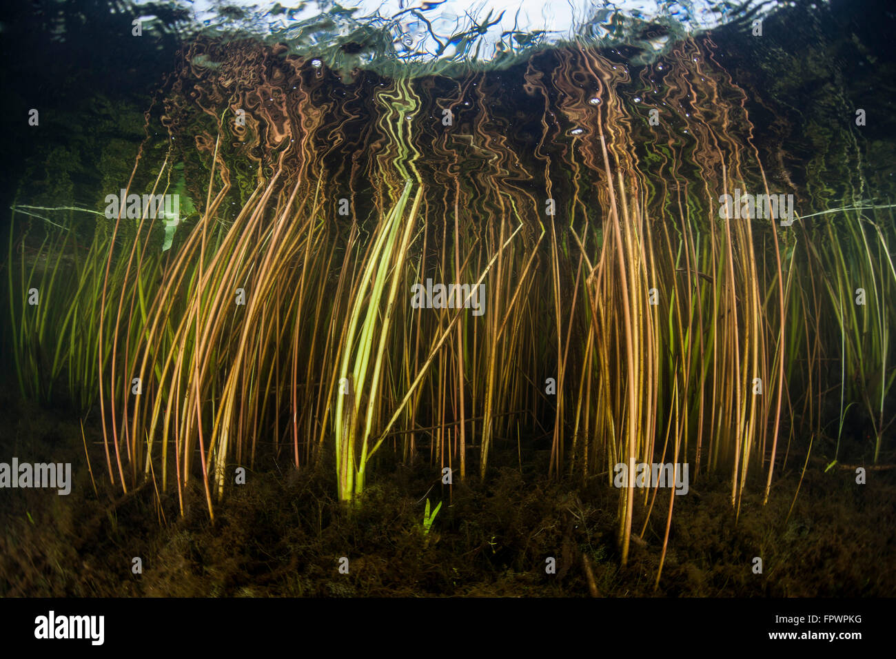 Lamelle colorate di crescere verso la superficie lungo il bordo poco profonde di un lago di acqua dolce in Cape Cod, Massachusetts. La vegetazione che pro Foto Stock
