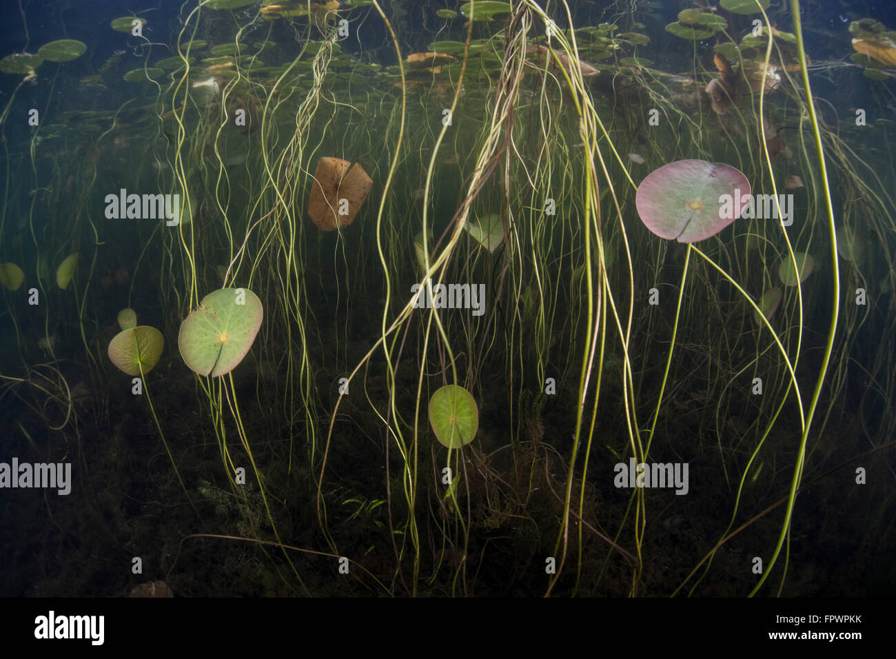 Giovani ninfee crescere alla superficie lungo il bordo poco profonde di un lago di acqua dolce in Cape Cod, Massachusetts. La vegetazione che pr Foto Stock