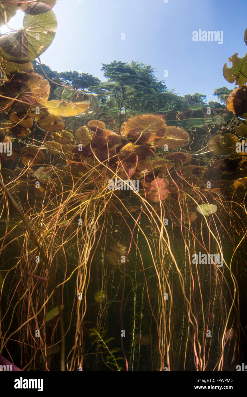 Colorate ninfee crescere alla superficie lungo il bordo poco profonde di un lago di acqua dolce in Cape Cod, Massachusetts. La vegetazione che Foto Stock