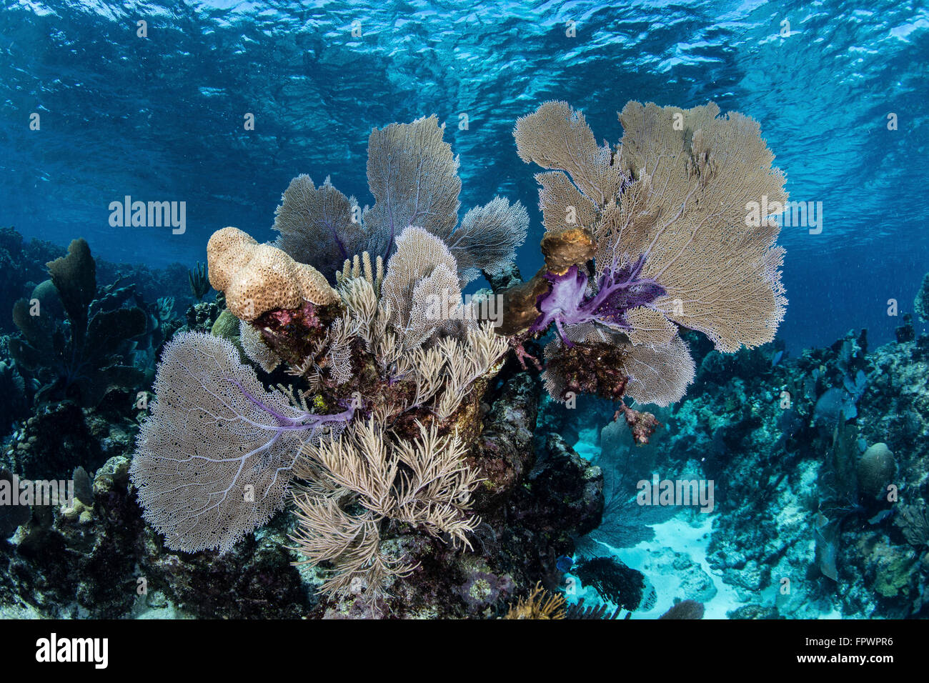Una colorata serie di gorgonie, reef-costruzione di coralli ed altri invertebrati crescere su una diversificata Reef nel Mar dei Caraibi. Foto Stock