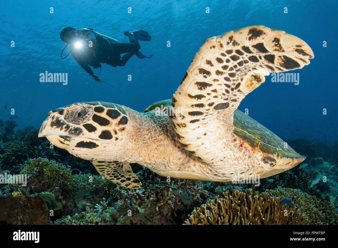 Un subacqueo nuota su una scogliera di Komodo con un hawksbill sea turtle off dell Indonesia. Foto Stock