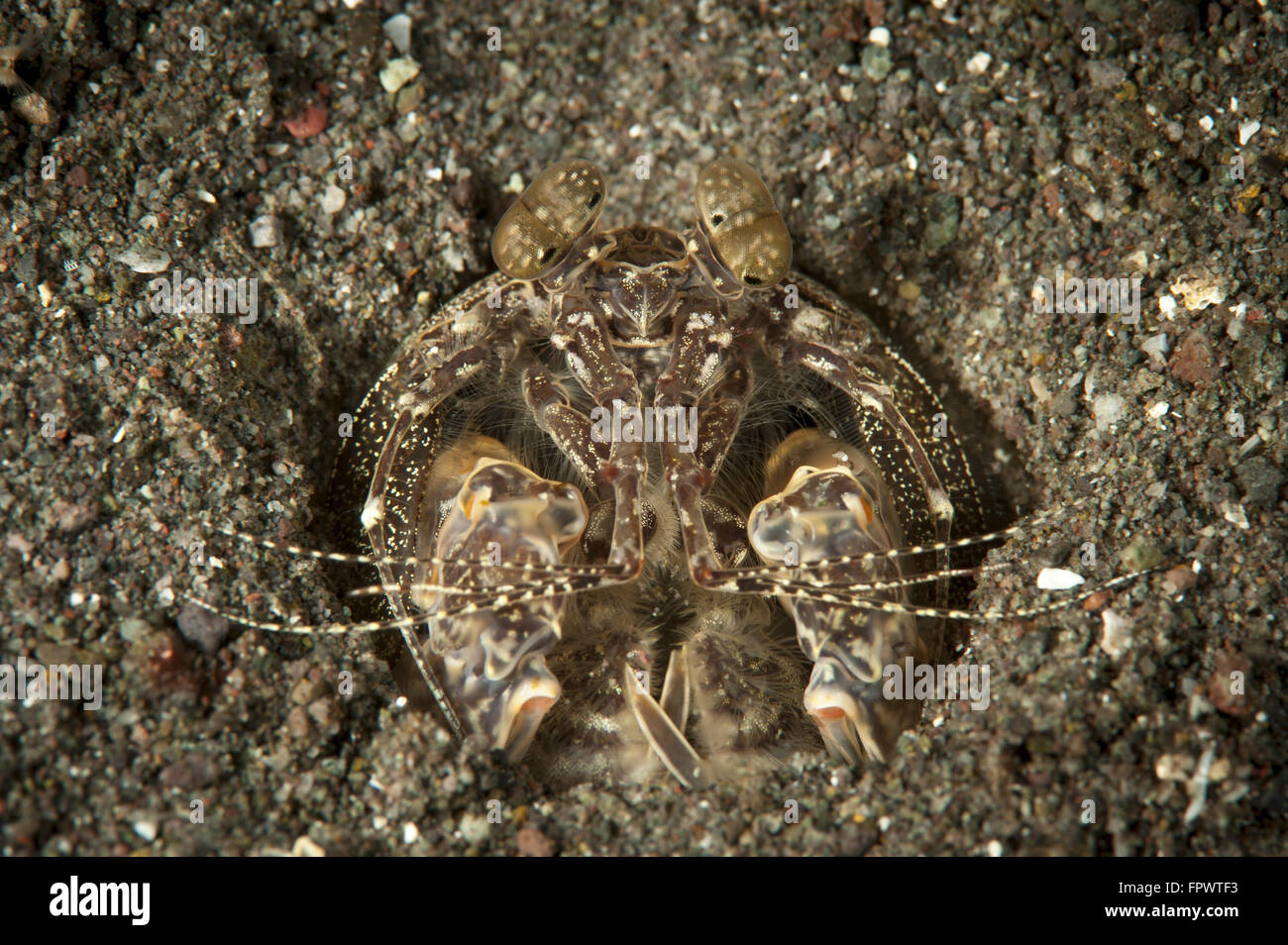 Un infilzare canocchia (Lysiosquilla maculata) nella sua tana, Parco Nazionale di Komodo, Indonesia. Foto Stock