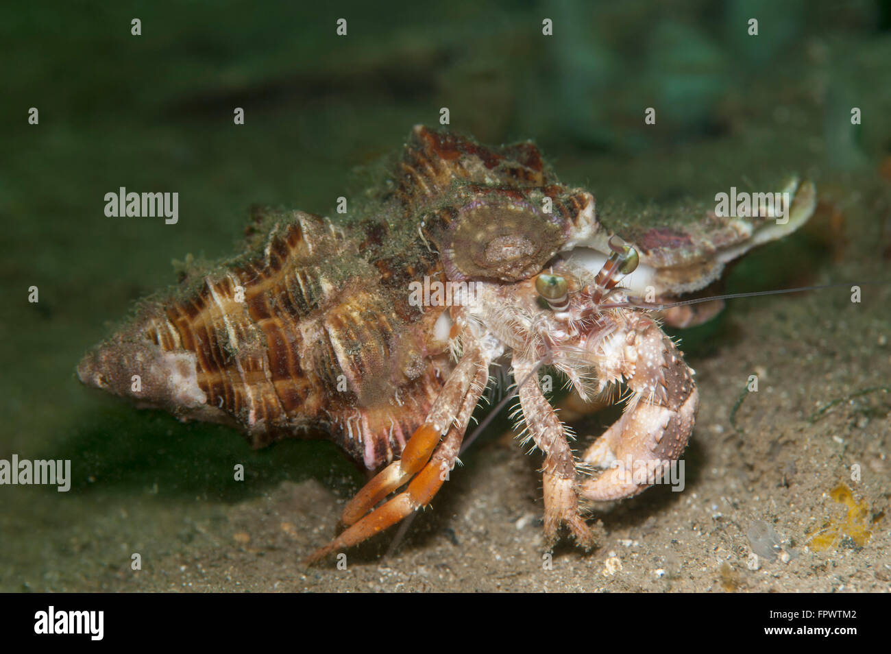 Anemone granchio eremita (Dardano pedunculatus) che corre tra la sabbia in luce verde, il Parco Nazionale di Komodo, Indonesia. Molto piccola anem Foto Stock