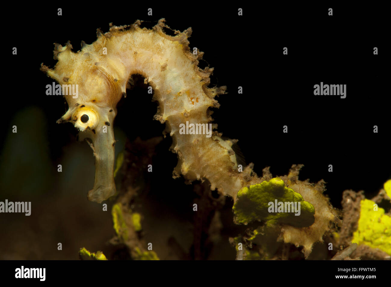 Vista laterale di un pallido color crema cavalluccio marino spinosa (Hippocampus histrix) contro uno sfondo scuro, Parco Nazionale di Komodo, Indones Foto Stock