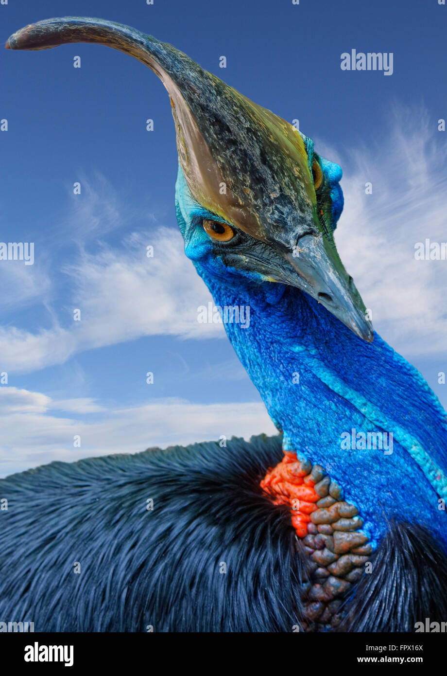 Un vicino la foto di un casuario vista anteriore con lo sfondo del cielo Foto Stock