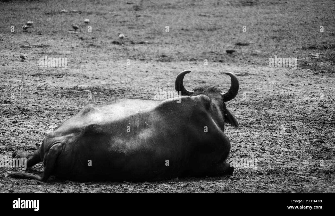 Una bufala di riposo in un azienda italiana Foto Stock