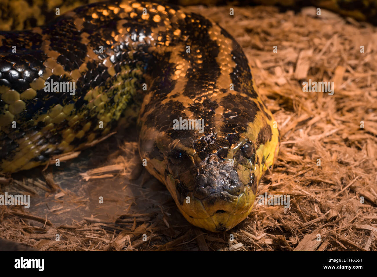 Snake nel terrarium - Giallo anaconda Foto Stock