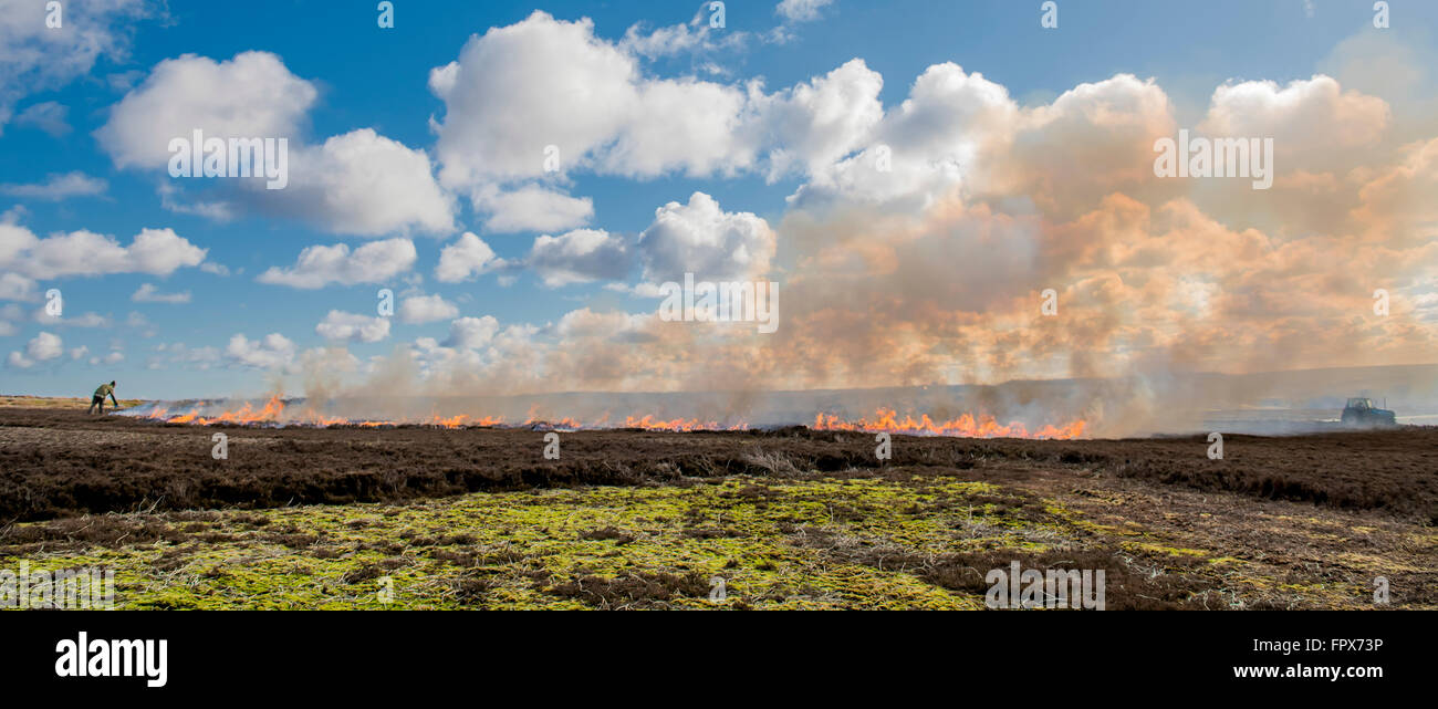 Heather Burning sulla brughiera, intrapresa in gioco aree di ripresa. Foto Stock