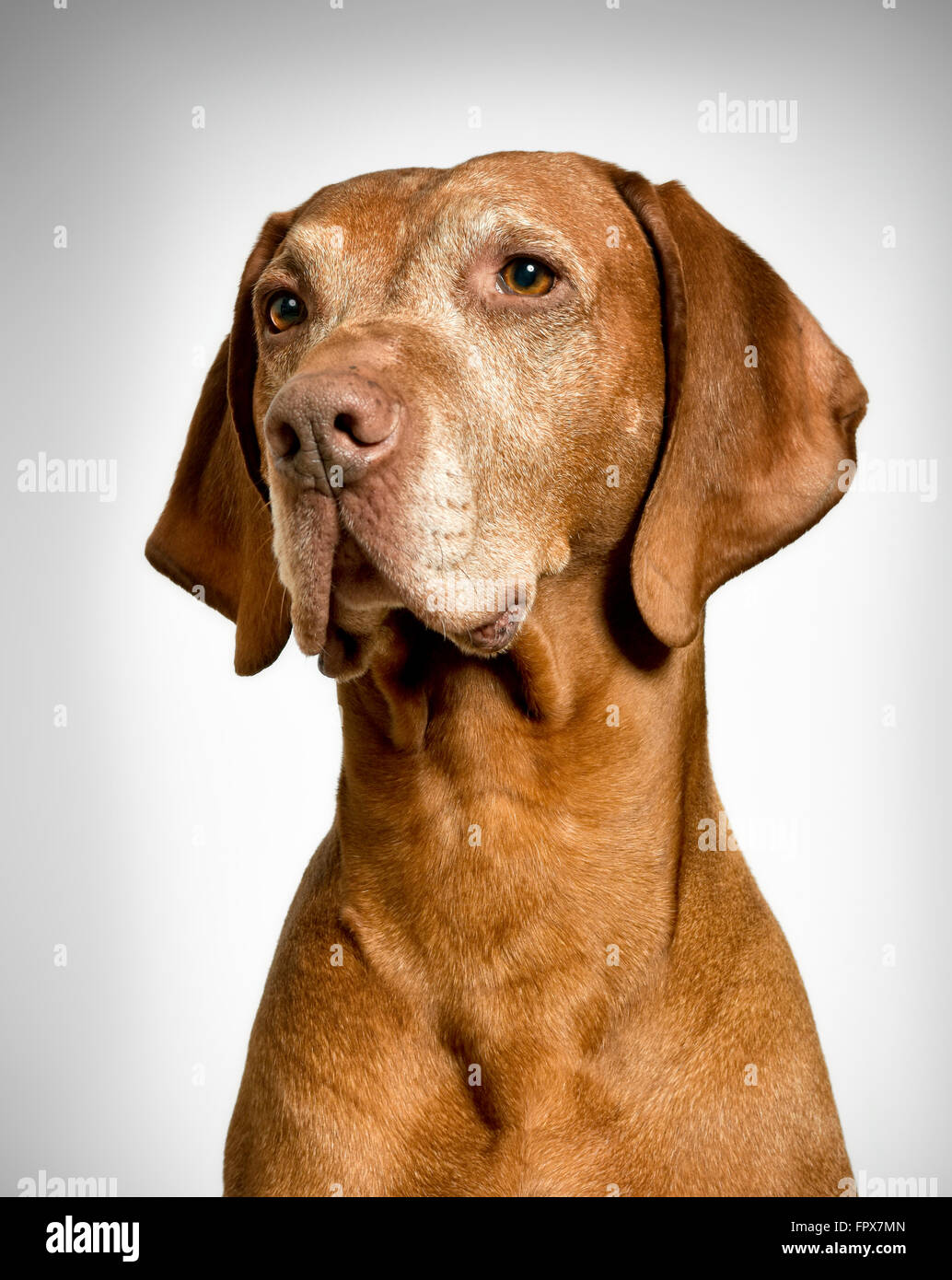 Ritratto di vecchi Vizsla ungherese cane Foto Stock