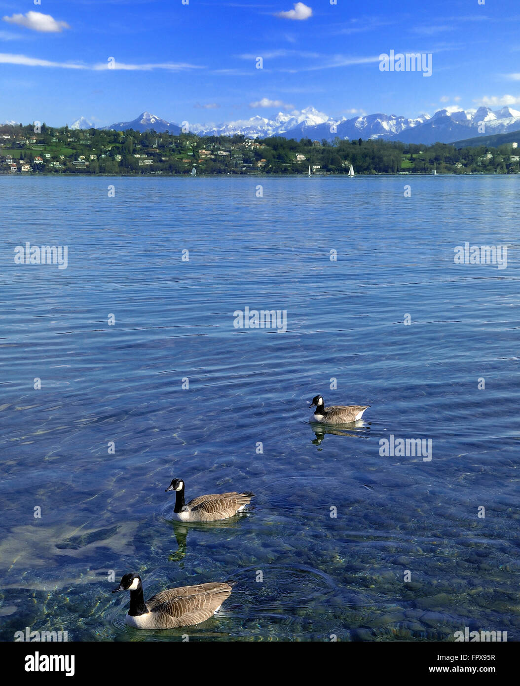 Tre oche nel lago di montagna circondato da vette innevate. Foto Stock