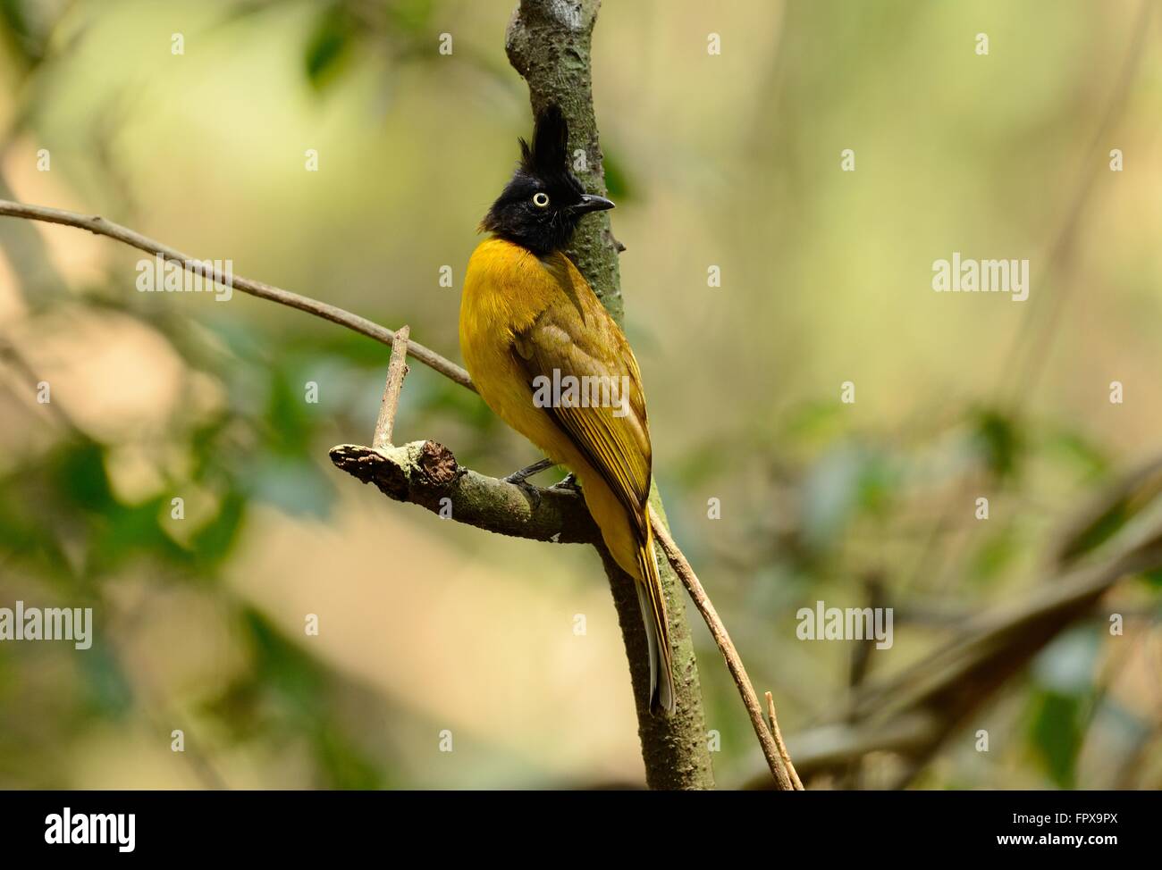 Bella black-crested bulbul nella foresta thailandese Foto Stock