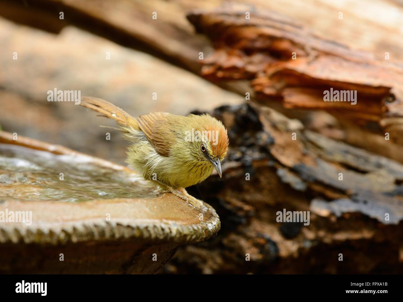 Bella Pin-Stripeed babbler (Macronus gularis) nella foresta di Thailandia Foto Stock
